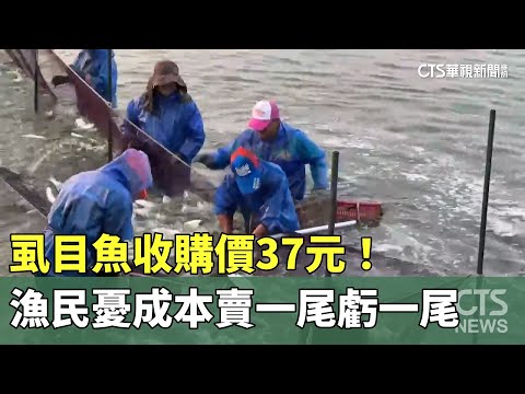 虱目魚收購價37元！　成本入不敷出漁民憂「賣一尾虧一尾」