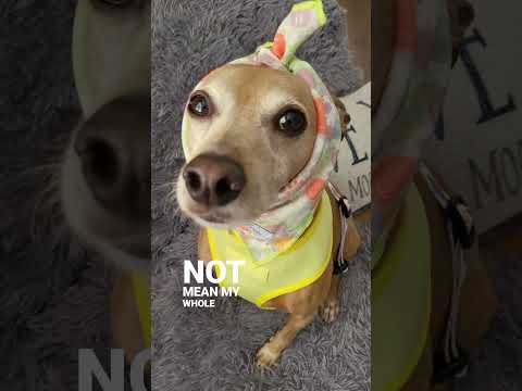 I Said Ruff, I Didn't Mean...