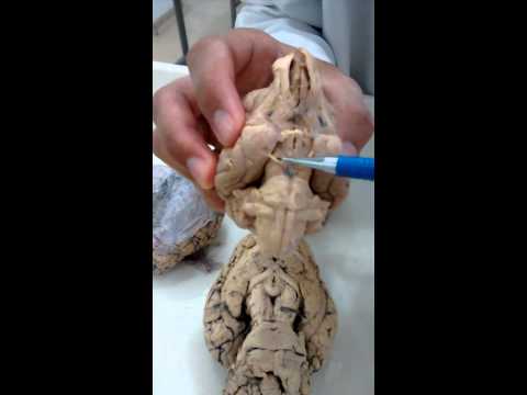Medicina Veterinária UAM - Neuroanatomia PARTE 2