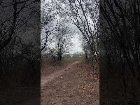 Som da caatinga maravilha Alagoas