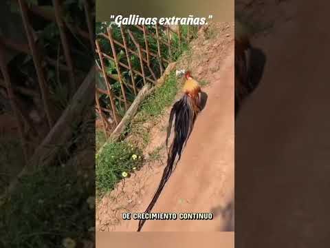 gallinitas