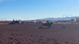 Horns and Hooves Arena, Morristown, AZ Arena Record Susan Siggs 15.909 Winners Form Tommy 1/7/24