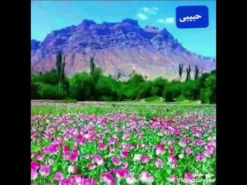 دندان دي ګل.  عبیدالله جان.@obaidullahjankandahari9542 #afghan #songs #obaidullah #music