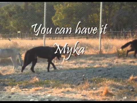 Wolfdogs and the Big Blue Bunny -- Playtime at Songdog Rescue