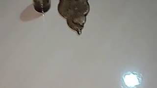 Download lagu MANTRA SEMAR MESEM VERSI JAWA KUNO.TERMAHAR🙏🙏🙏🙏 mp3 Download lagu MANTRA SEMAR MESEM VERSI JAWA KUNO.TERMAHAR🙏🙏🙏🙏 mp3