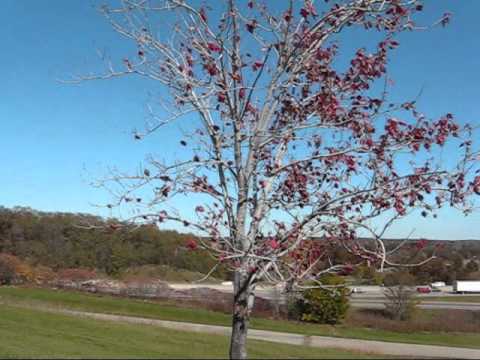 Let's Visit New Hudson, MI