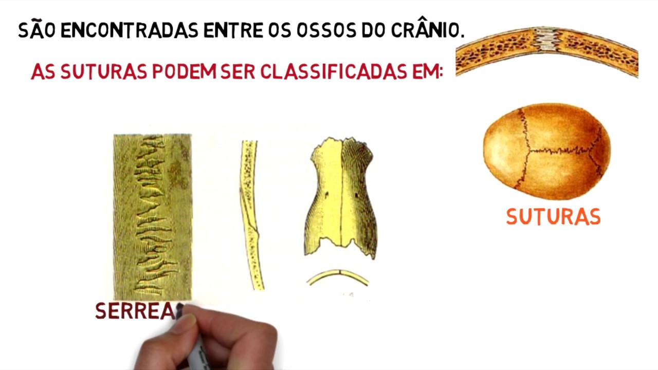 Sistema Articular - Articulações Fibrosas