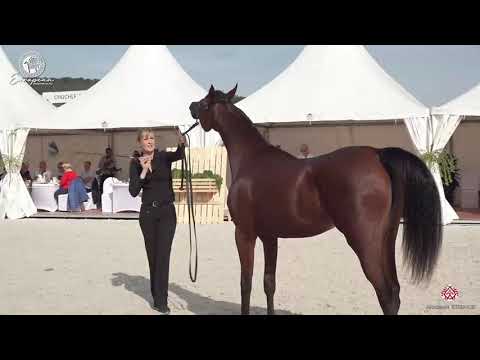 N.9 ILEA EL MAKTUB - European Championship 2020 - Prague - Yearling Fillies (Class 1B)