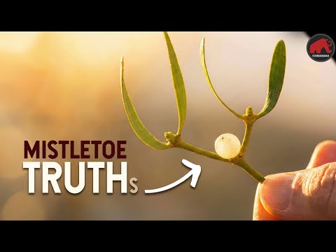 Mistletoes Explained: Why it's Cooler Than You Know