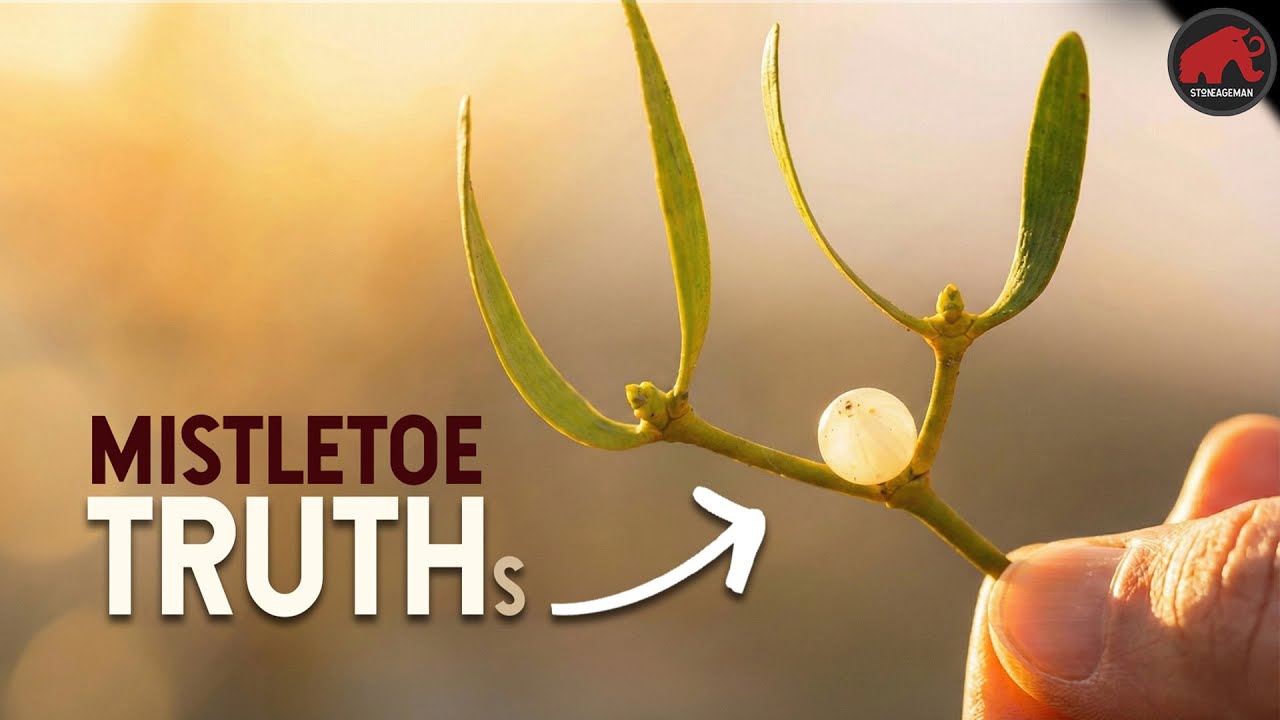 The Mythical Mistletoe - The Toxins Could Save Your Life!
