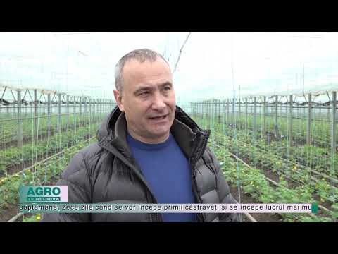 , title : 'În curând vor apărea primii castraveți autohtoni – AGRO TV News'