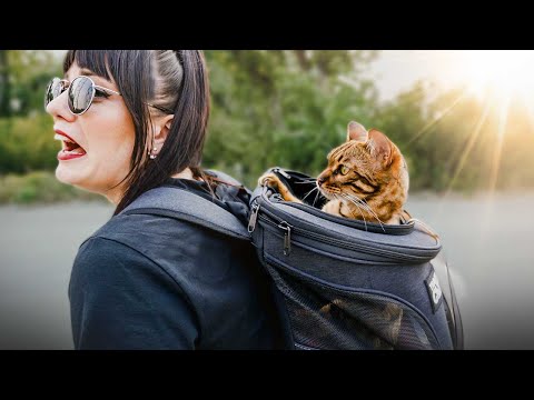 Does our BENGAL CAT Like WALKING ON A LEASH!?