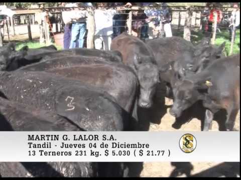 Martin G. Lalor S.A. - Venta Machos - Tandil - 04/12/2014