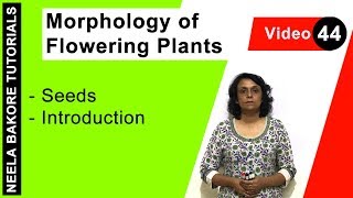 Morphology of Flowering Plants - Seeds - Introduction