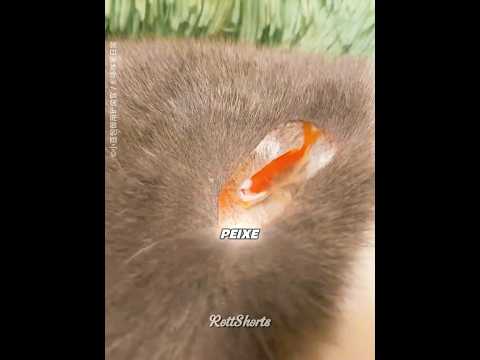 esse GATO tem um PEIXE nas Costas! 🐱🐟