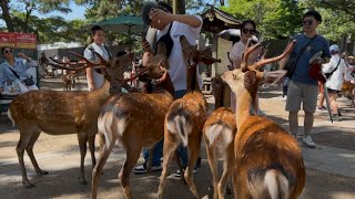 この奈良公園の動画は、まさに絶景です。鹿と💖外国 人観光客が一緒に楽しんでいる様子が映し出され🦌ています。この愛情あふれる動画を観れば、きっと 心が喜びで満たされるでしょう。🫎🤗#deerpark