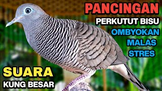 Download lagu Perkutut Lokal Gacor Suara Kung Besar Pancingan Burung Perkutut Agar Bunyi. mp3