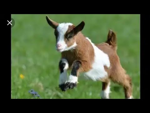 FASSARAR MAFARKIN DAN KARAMIN DAN AKUYA