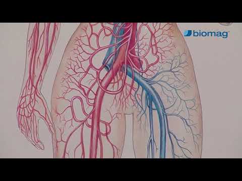 Prostatitis Bioptron