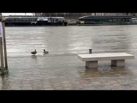 image : Paris sous les eaux, bonheur des oiseaux