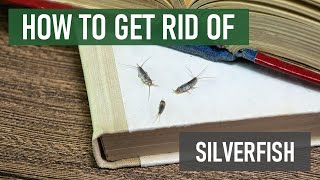 How to Get Rid of Silverfish (4 Easy Steps)