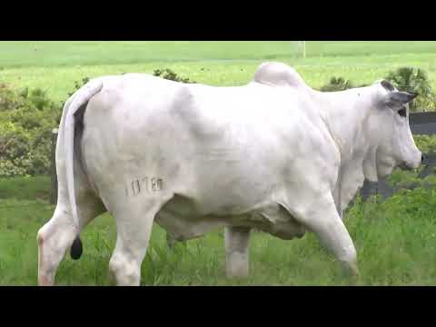 10780 FIV JAPARANDUBA GANAR