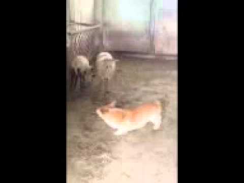 Burro prova a fare il pastore