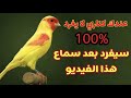 تغريد كناري قوي لتحفيز الكناري على التغريد بث مباشر