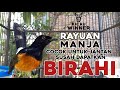 RAYUAN MAUT MURAI BATU BETINA MEMANGGIL JANTAN PANCINGAN MURAI BATU JANTAN AGAR MAU BUKA PARUH