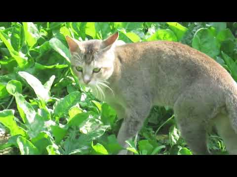 A Cat Eating Grass🐱🌾