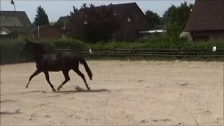 Video von Negroletta