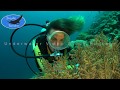 0544 Woman Scuba Diving With Soft Coral 4K Underwater Video Stock Footage Of Female Scuba Diver
