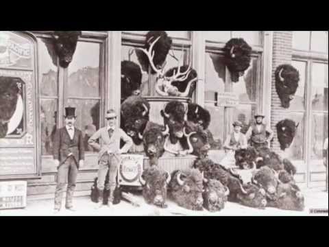 The story of bison hunting