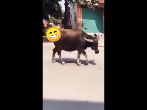 funny viral video 16 //zilly funny viral video//raton rat viral funny video 😂 realcomedyvideos4643