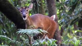 Download lagu ASLI 100% !!! Suara pikat kijang hutan, memanggil kijang biar cepat datang mp3 Download lagu ASLI 100% !!! Suara pikat kijang hutan, memanggil kijang biar cepat datang mp3
