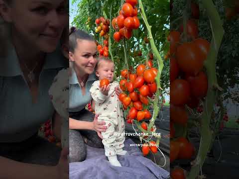 #garden #жизньзагородом #рецепты #огород #shorts