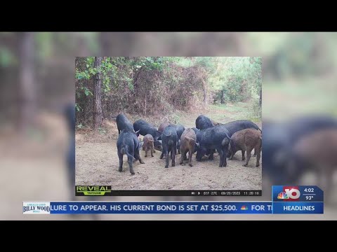 Feral Hogs Upsetting Natural Balance in South Arkansas