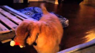 Piper (Female Golden Retriever Puppy) Playing