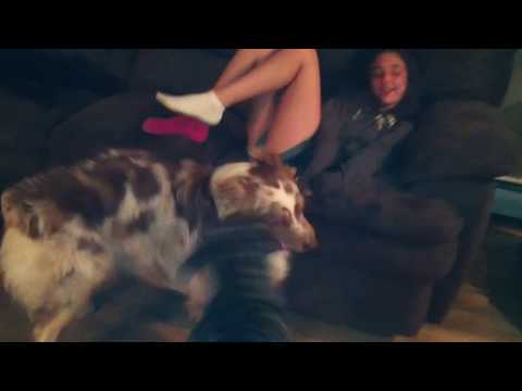 Obsessed face licking dog has company and new tactics!