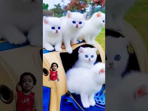 Handsome little white cat with blue eyes cute cats #cat #cutewhitecat #cute #kitten#cutecat#catlover