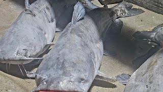 Carrasco Ranch is live Feeding the fish