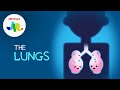 What Are Lungs? 💨 StoryBots: The Human Body for Kids | Netflix Jr