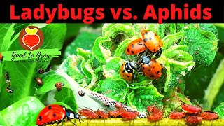 1500 LIVE Ladybugs! Aphid Control with Beneficial Insects | How to release ladybugs| Guten Yardening