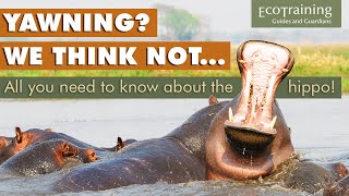 Learn the facts: Are hippos related to whales? | EcoTraining