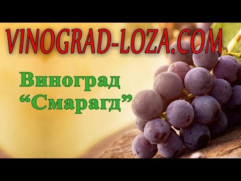 Виноград Смарагд Описание Сорта Фото Виноград Смарагд Описание Сорта Фото