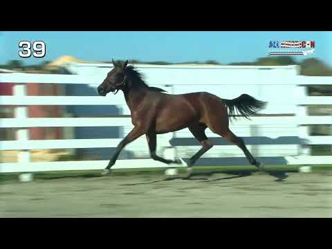 Hip 39 Nashville Angel