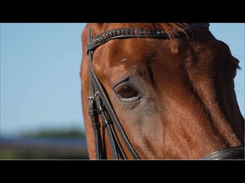 Imagefilm für die Pferdeklinik & Kleintierpraxis in Maichingen GmbH