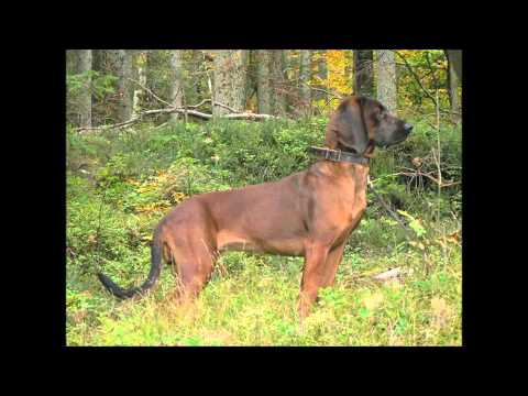 Rashonden Internationaal Breeders Dog World