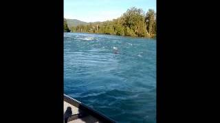 Kenai River Bear Cub Rescue