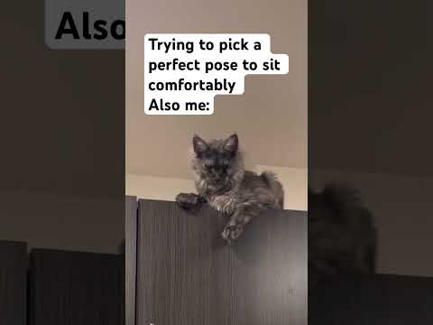Always can’t find the right position #cats #funnycats #funny #pose #stretch #catsrule #funnyanimals